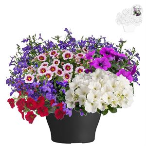 Afbeelding van TP26 Mix 06